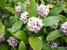 Image result for Synandrodaphne paradoxa