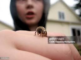 762 Young Cheyenne Stock Photos, High-Res Pictures, and Images