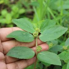 Image result for Euphorbia hirta