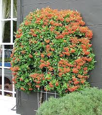 File Pyracantha Bush Arp Jpg Wikipedia The Free Encyclopedia Low Water Gardening Ornamental Trees Plants