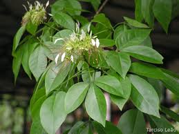 Image result for Crateva