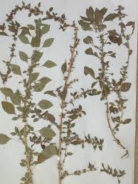 Image result for Hyparrhenia anthistirioides