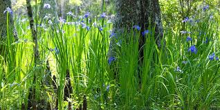 Different varities of flowering plants. Native Plants For Louisiana Home Gardeners Farm Bureau Insurance