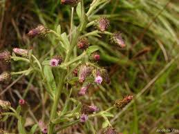 Image result for Laggera