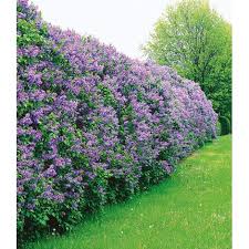 Und er zieht viele insekten an. Baldur Garten Flieder Hecke 1 Pflanze Online Kaufen Die Moderne Hausfrau