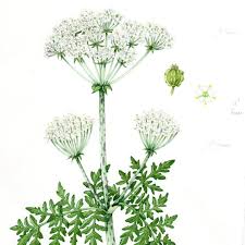 Image result for Apiaceae