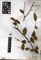 Image result for Ochna macrocalyx