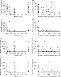 Image result for Plicosepalus sagittifolius