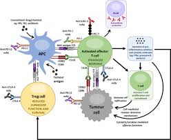 Image result for Immune Checkpoint Inhibitor