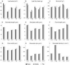 Image result for Sarcophrynium prionogonium