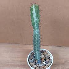 Image result for Euphorbia baylissii