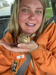 Chickens wearing tiny backpacks for behavior tracking