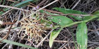 Image result for Aneilema umbrosum