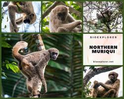 Image result for Micractis bojeri