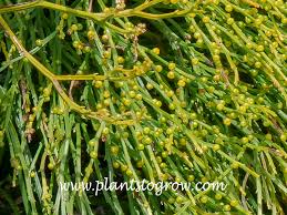 Image result for Psilotrichum