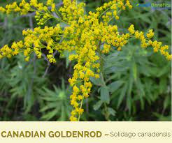 Canadian Goldenrod Facts And Health Benefits