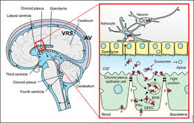 Image result for CSF Blood
