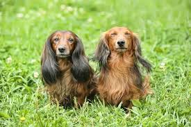 Black, blue, tan, cream, chocolate, and fawn combinations are possible. Long Haired Dachshund Care Guide Colors Temperament And More Perfect Dog Breeds
