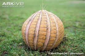 Brazilian Three Banded Armadillo In Defensive Ball Pink Fairy Armadillo Armadillo Animals Beautiful