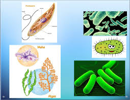 Resultado de imagen de los dominios Bacteria (eubacterias) y Archaea (arqueobacterias).