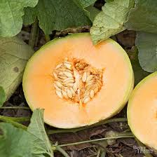 Forcing glasses are shaped like an hourglass so the bottom of the bulb stays dry and the roots reach. How To Grow Cantaloupe As Big As Your Head Better Homes Gardens