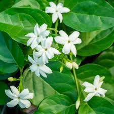 Image result for Jasminum dichotomum