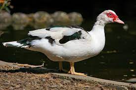 Maybe you would like to learn more about one of these? 10 Jenis Bebek Pedaging Unggul Yang Perlu Kita Ketahui Hobi Ternak