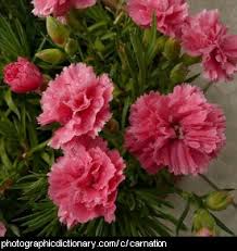 Keep in mind that some vegetables (and flowers). Download Garden Plants Beginning With C Background Garden Plants