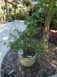 Image result for Sclerochiton