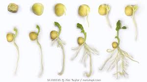 Image result for Pisum sativum