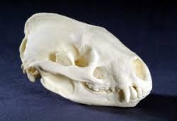 Schadel Tiere Dachs Bauer Handels Gmbh