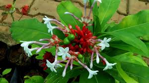 Image result for Rauvolfia nana