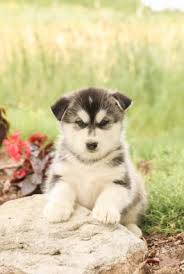 Is the state dog of alaska the husky? Alaskan Malamute Puppies For Sale In Pa Lancaster Puppies