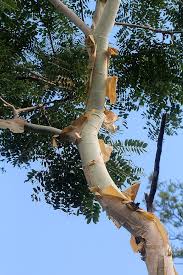 Image result for Albizia tanganyicensis