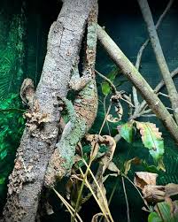 Image result for Urochloa comata