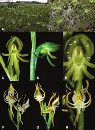 Image result for Centrostigma occultans