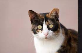 Myths And Facts About Male Calico Cats Lovetoknow