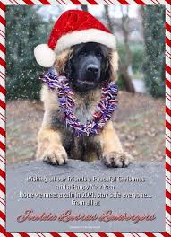 Checkout the leonberger dogs to buy at very affordable rate near you here at dogspot.in. Jocolda Leosrus Leonbergers Posts Facebook