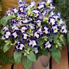 One acre (0.4 hectare) of forest may have as many as. Torenia Fournieri Common Garden Plants Nursery Landscape Design Plants
