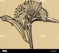 Image result for Otiophora scabra