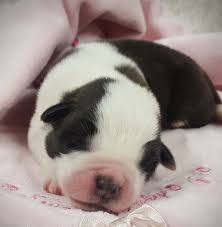 Dogs all motors for sale property jobs services community pets. Georgous Saint Bernard Pups 4 Adoption Cheyenne For Sale Wyoming Pets Dogs