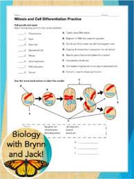 Mitosis And Cell Differentiation Review Differentiation Activities Mitosis Google Classroom Activities