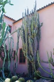 Transplanting a large cactus will need a little more preparation than transplanting a smaller cactus. Moving Cacti Some Tips And Suggestions Dave S Garden