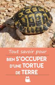Comment S Occuper D Une Tortue De Terre Nourriture Terrarium Tortue De Terre Tortue Tortue Terrestre