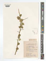 Image result for Balanitaceae