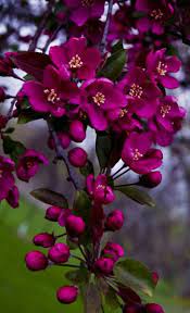 Pin On Flowers And Gardens