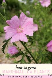 My marshmallow plants are in full flower and their beauty inspired me to write about their medicine. How To Grow Marshmallow Plants Althaea Officinalis Plants Mallow Plant Flower Spike