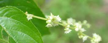 Image result for Gouania