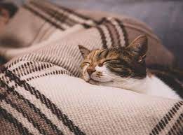 Why Do Cats Like Going Under Covers And Blankets Life Is Better With Cats