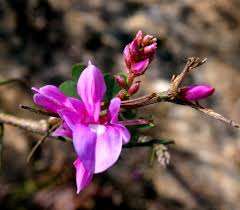 Image result for Indigofera adenoides